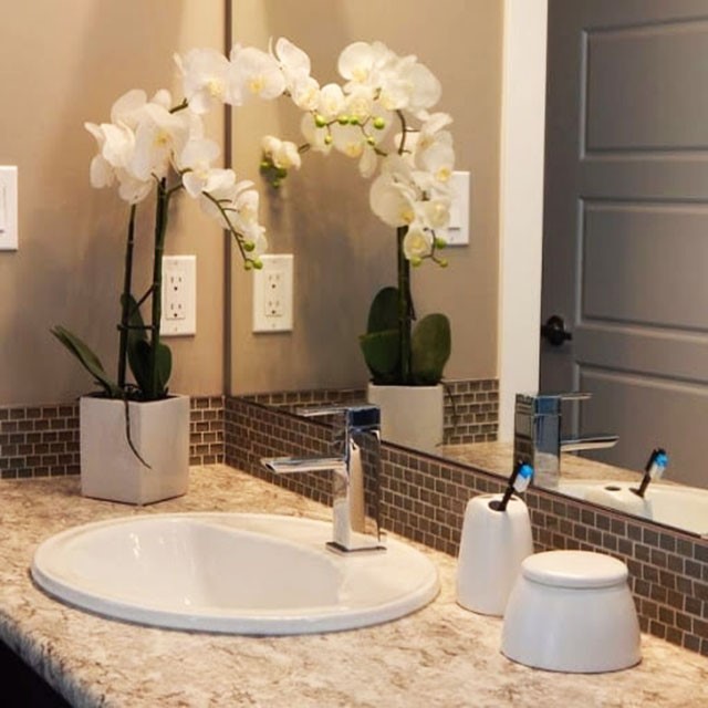 Hoa Lan trồng trong phòng tắm giúp giảm độ ẩm trong phòng tắm